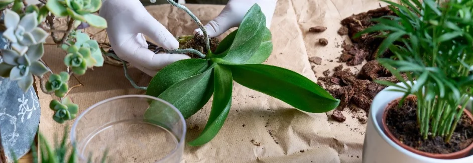 Orchideen umtopfen: Tipps und Schritt-fr-Schritt-Anleitung