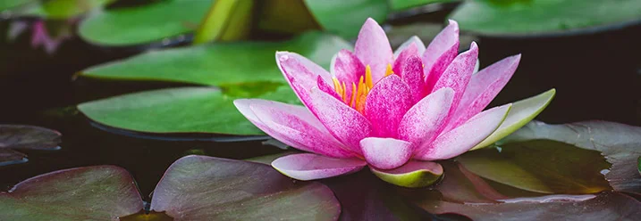 Rosa Seerose auf Teich