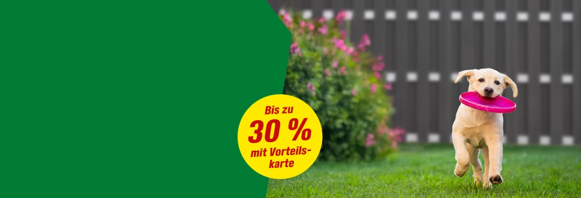 Ein Hund rennt mit einem pinken Frisbee über den Rasen.
