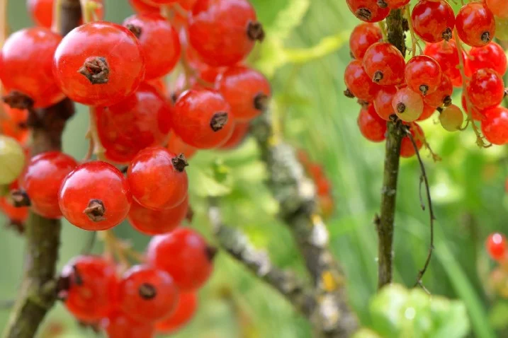 Rote Johannisbeeren an einem Strauch