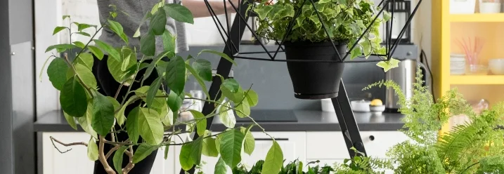 Person gießt Zimmerpflanzen mit Gießkanne