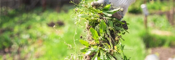 Hand mit Gartenhandschuh hält Unkraut