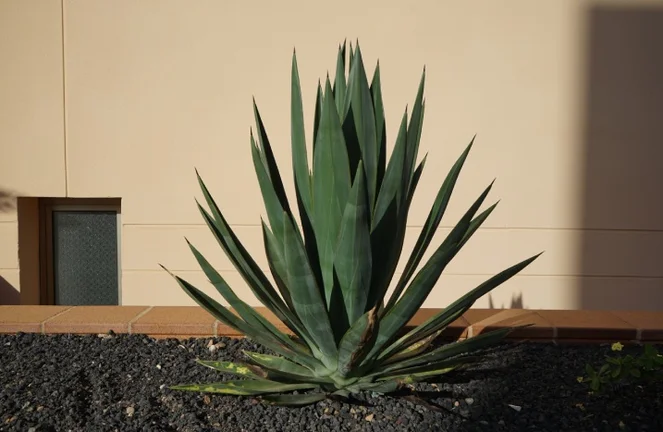 Agave pflanzen und pflegen  als Garten- oder Zimmerpflanze