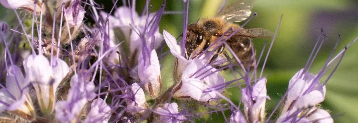 Biene auf lila Blüten