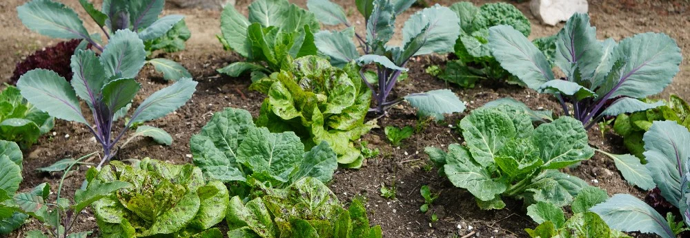 Verschiedene Kohlsorten im Beet