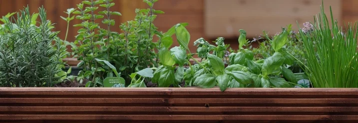 Hochbeet aus Holz mit Kräutern