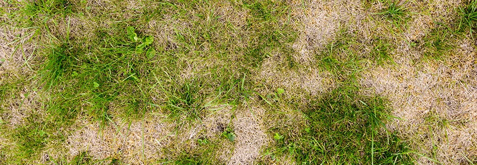 Verdorrter Rasen