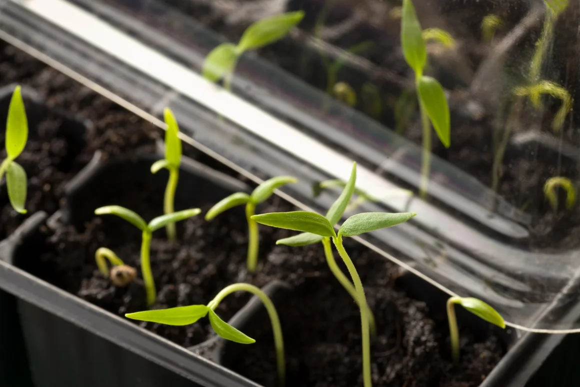 Paprika-Keimlinge in Anzuchtschale