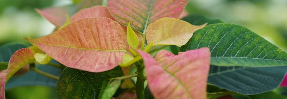 Nahaufnahme der rosa und grünen Blätter eines Weihnachtssterns
