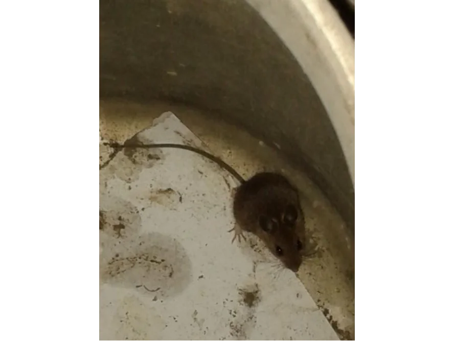 Braune Maus auf Papier