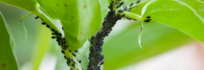 Blattläuse auf Pflanze