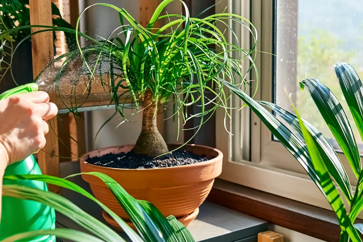 Hand besprüht Pflanze mit Sprühflasche