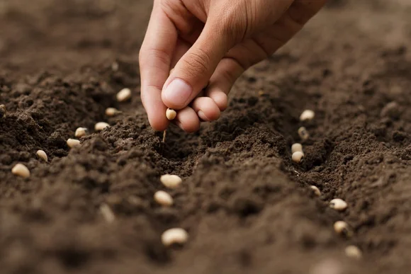 Hand sät Samen in die Erde
