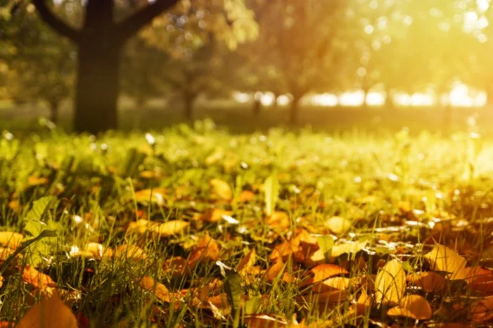 Herbstlaub auf grünem Gras