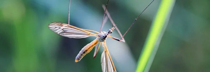 Schnake auf einem Grashalm