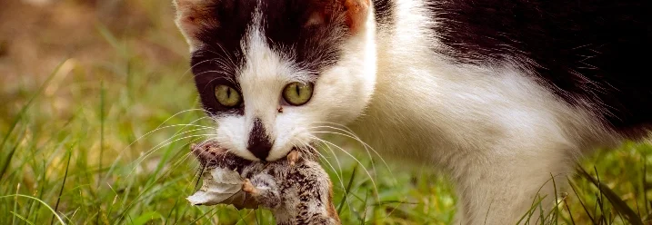Katze mit Ratte im Maul