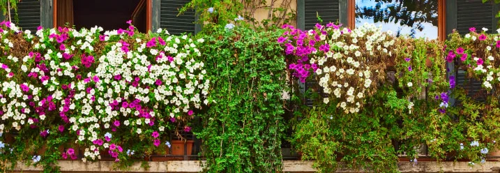Blumen überfüllen einen Balkon