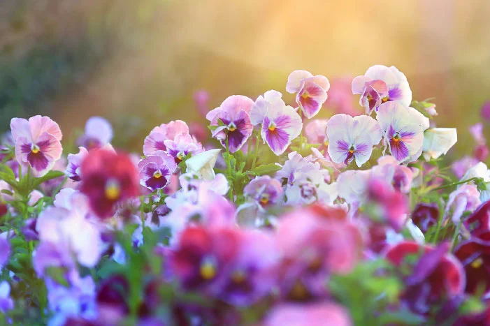 Bunte Stiefmütterchen in der Sonne