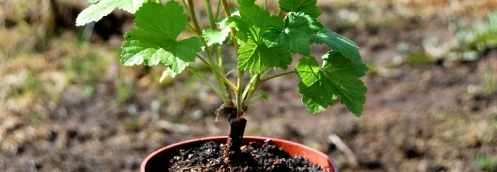 Johannisbeerpflanze im Topf