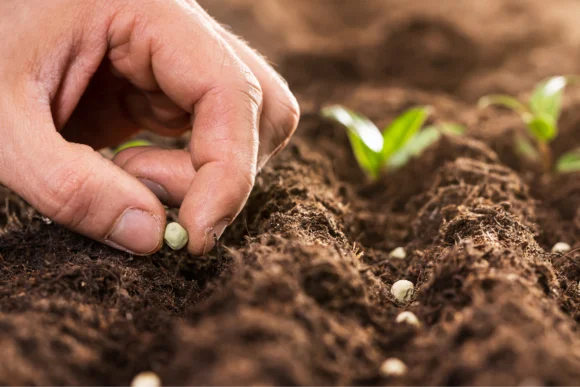 Eine Hand sät eine Erbse in die Erde.