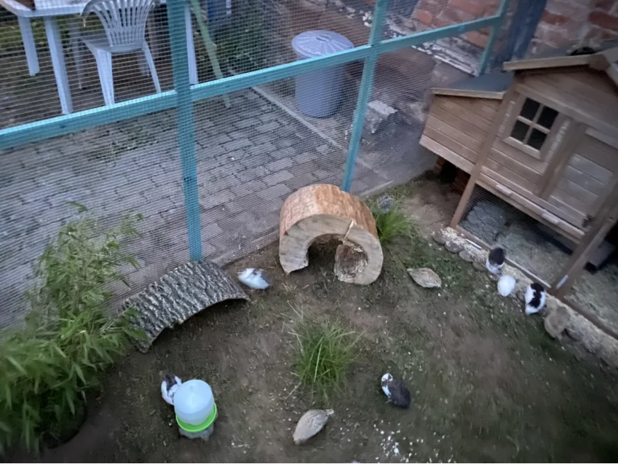 Wachteln in einem Gehege