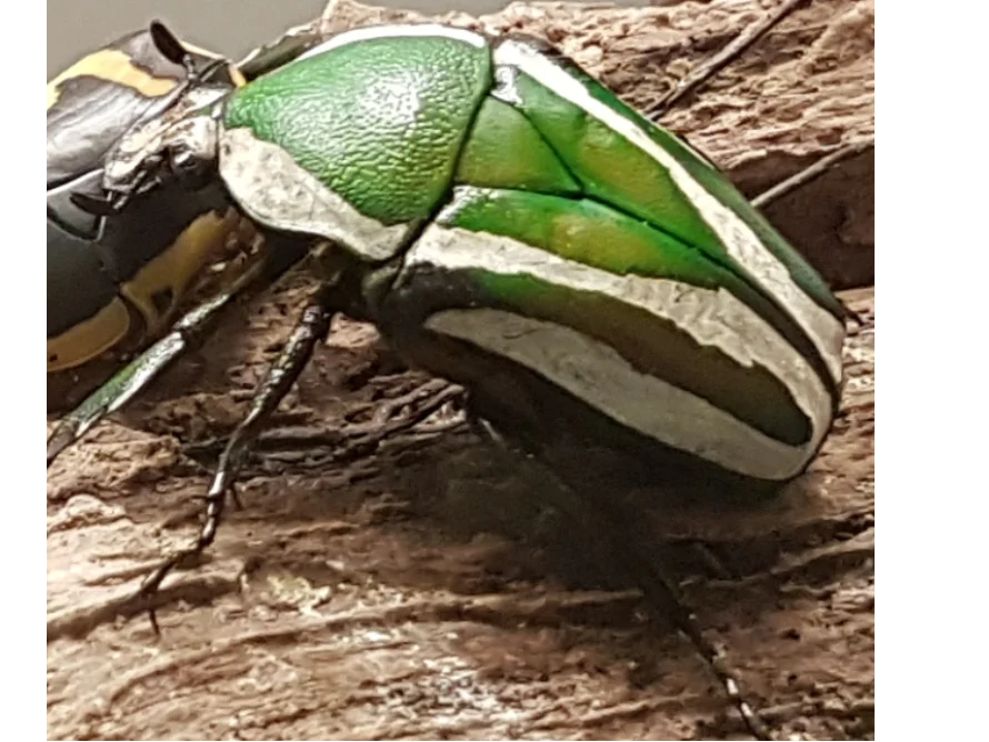 Ein grün-weißer Käfer auf einem Ast.