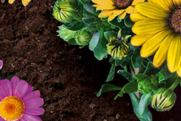 Gelbe und lila Blumen in der Erde