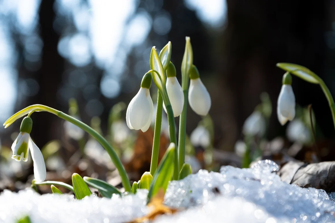 Schneeglöckchen im Schnee