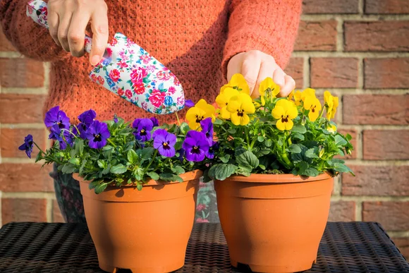 Person pflanzt Stiefmütterchen