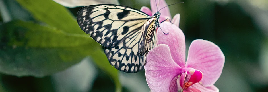 Schmetterling auf Orchideenblüte