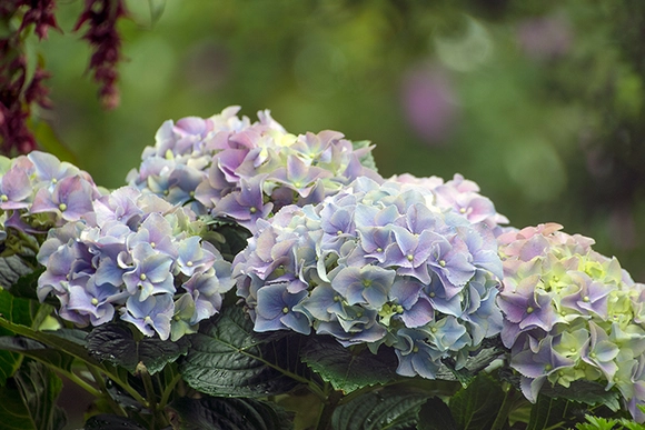 Blaue und violette Hortensienblüten