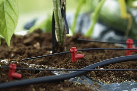 Tropfschlauch in einem Beet