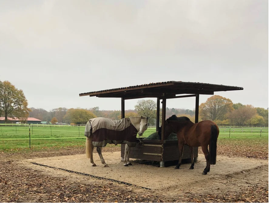 Drei Pferde fressen an einem Futtertrog.