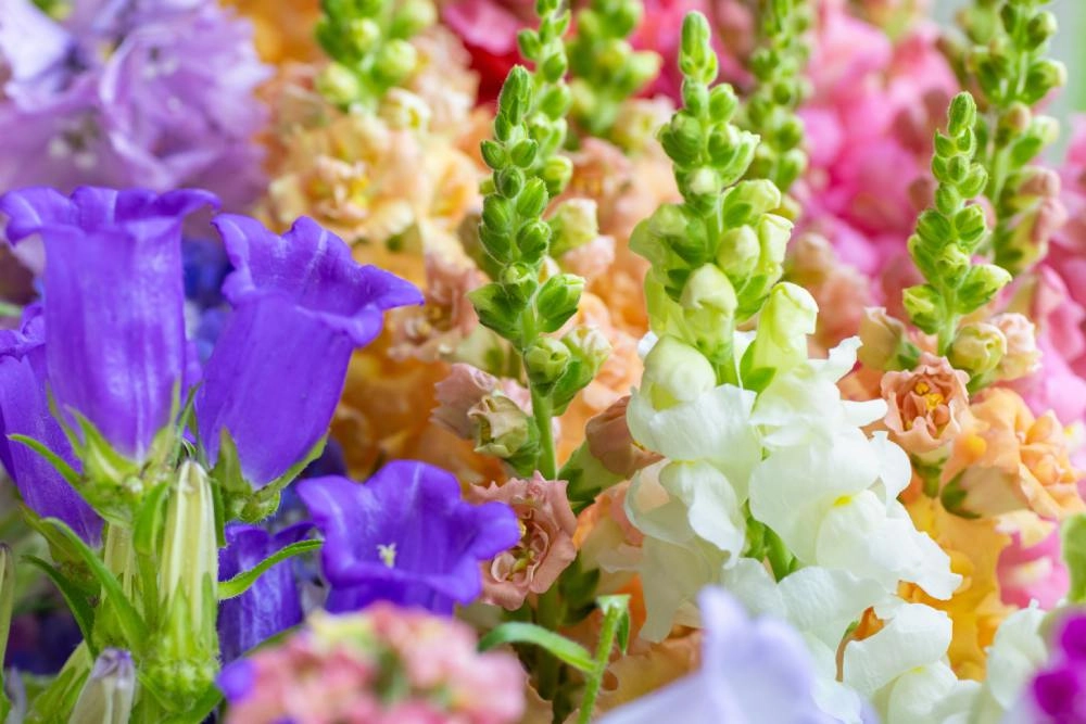 Bunter Strauß aus pastellfarbenen Löwenmäulchen und Glockenblumen.