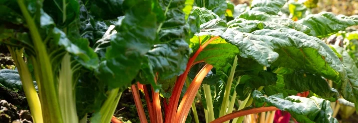 Bunter Mangold im Beet