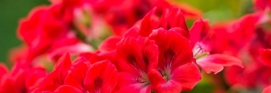 Nahaufnahme roter Blüten