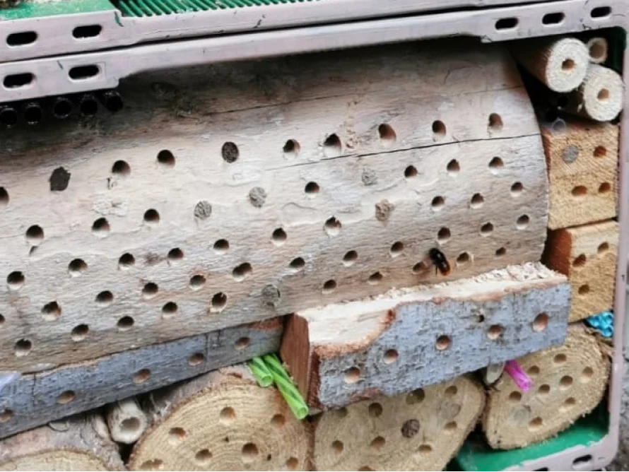 Insektenhotel aus Holz mit Biene