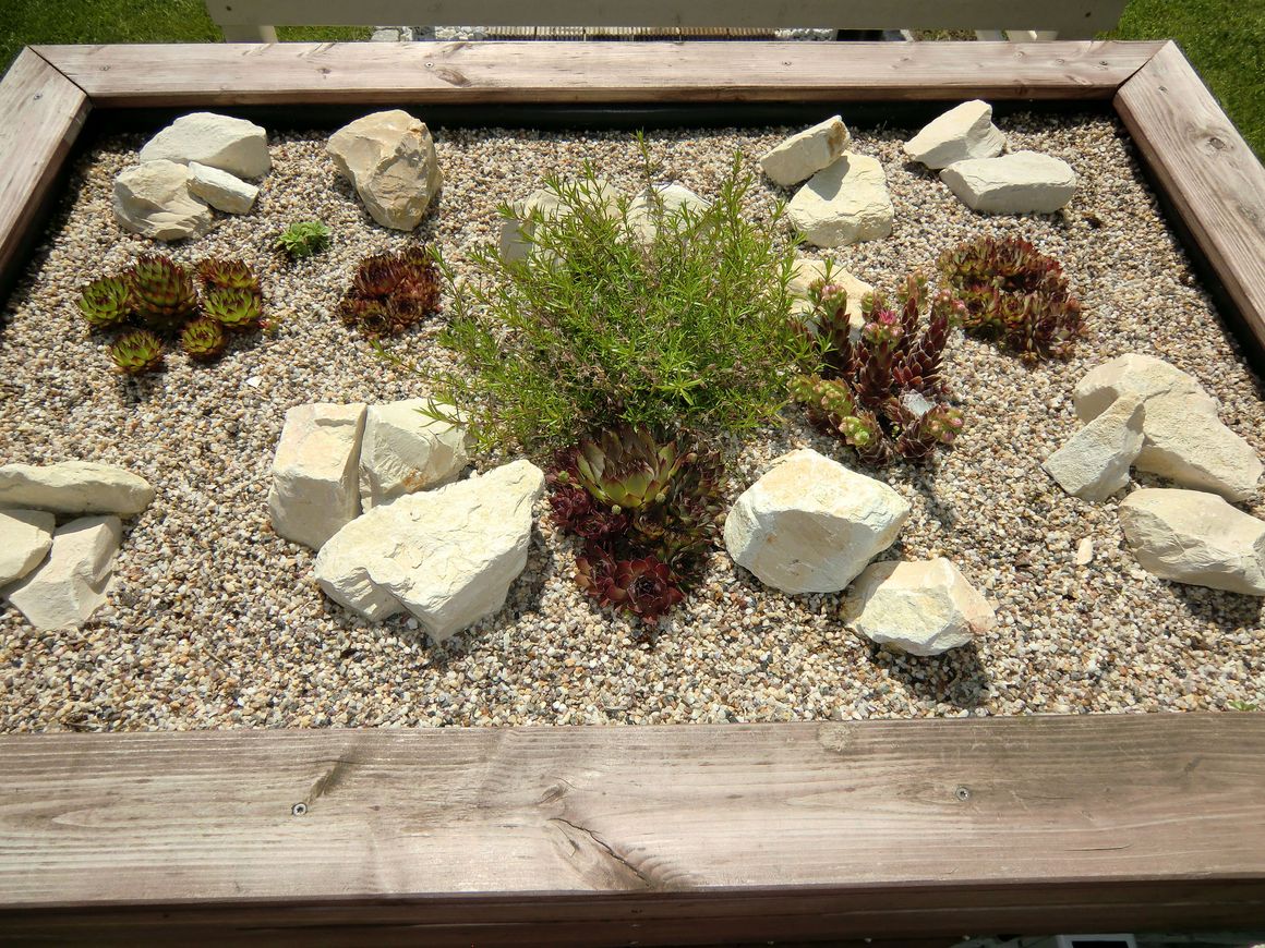 Steingarten mit Hauswurz