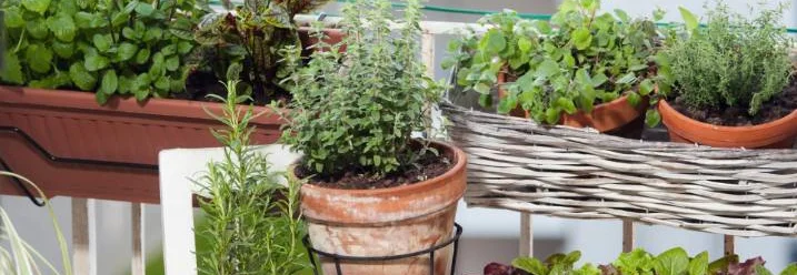 Kräuter in Töpfen auf einem Balkon