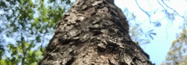 Baumstamm aus der Froschperspektive