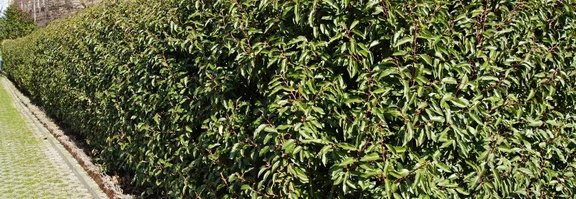 Grüne Hecke an einem Gebäude