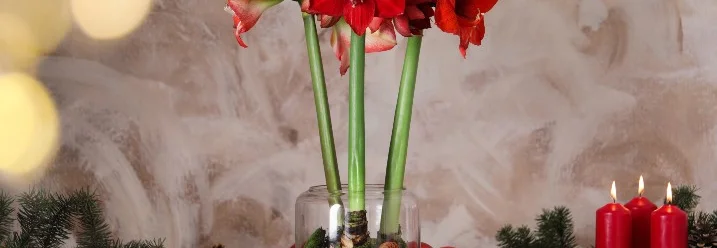 Blühende Amaryllis in Weihnachtsdekoration