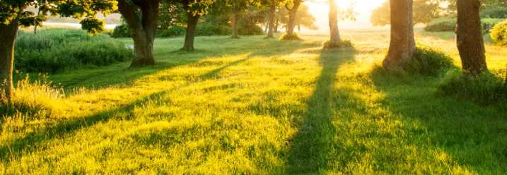 Sonnenbeschienene Wiese mit Bäumen