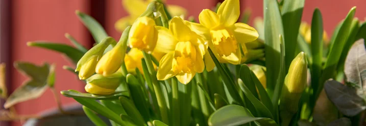 Gelbe Narzissen im Topf