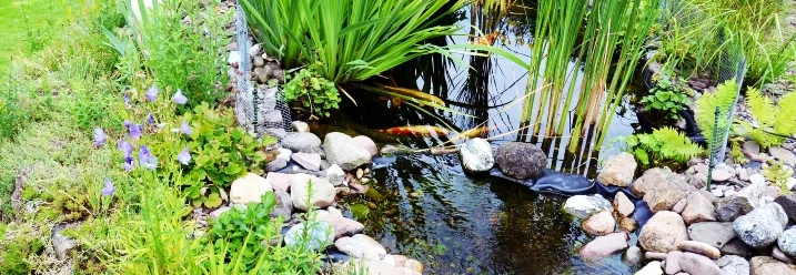 Gartenteich mit Seerosen und Schilf