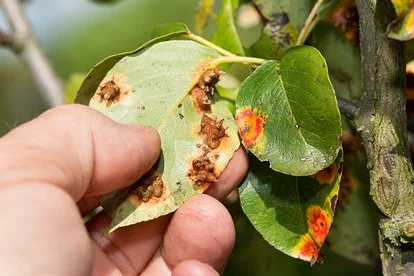 Hand hält krankes, braunes Blatt