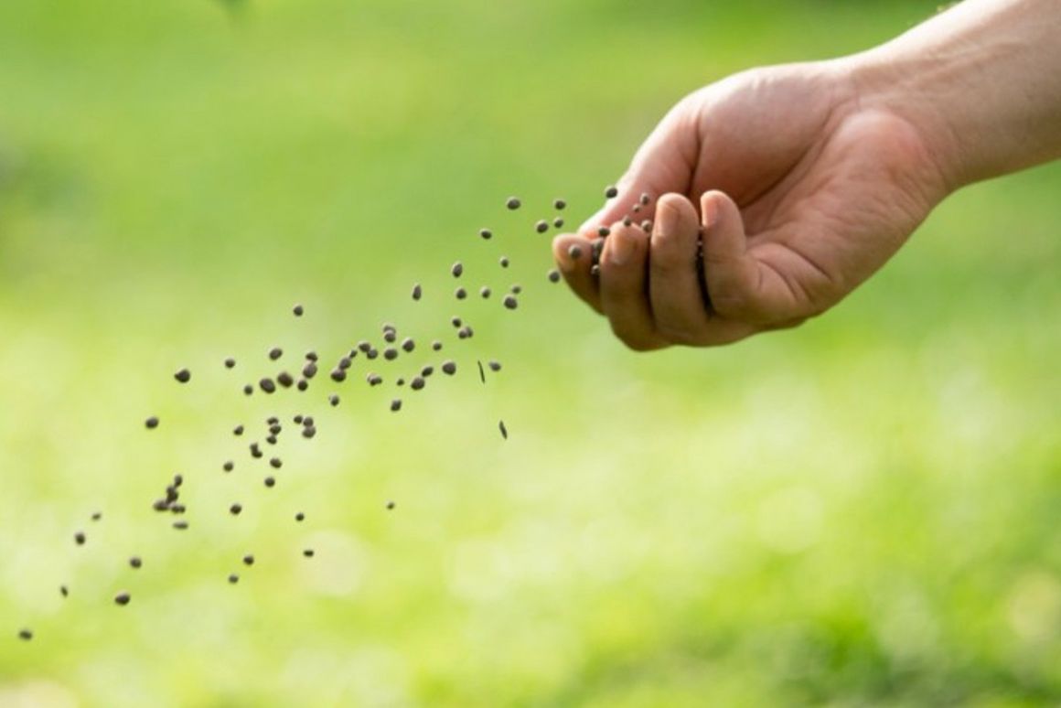 Dünger wird auf Feld gestreut