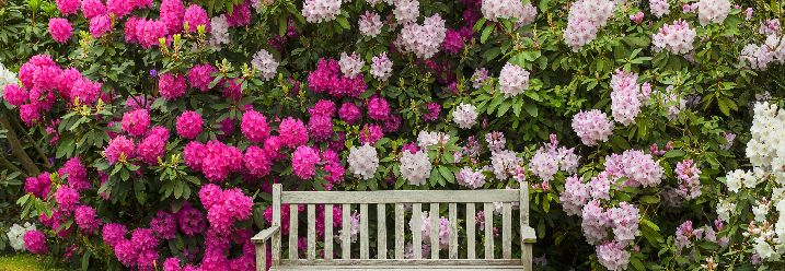Holzbank steht vor blühendem Rhododendron