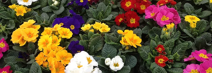 Bunte Primeln in voller Blüte