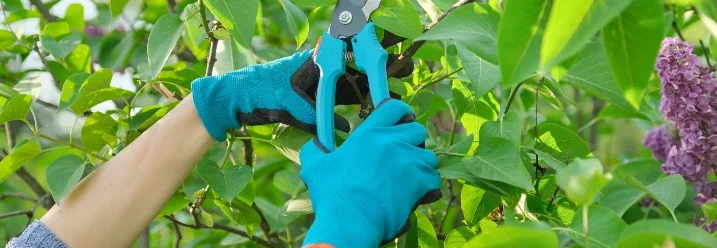 Person schneidet Flieder mit Gartenschere
